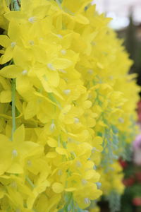 Close-up of yellow flowering plant