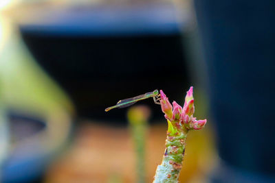 Close-up of flower