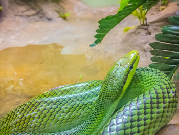 Close-up of green lizard