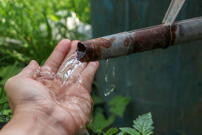 Close-up of hand holding plant