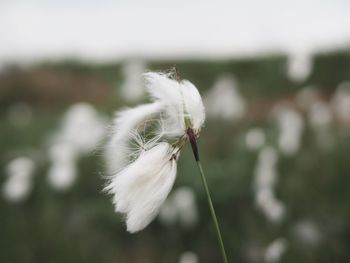 Close-up of white flower