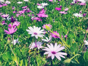Flowers blooming outdoors