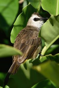 Closeup of a yellow-vented bulbul