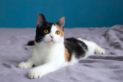 Cute tired tortoiseshell cat is resting on the purple blanket.