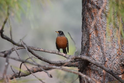 Close-up of bird perching on tree