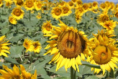 Close-up of sunflowers on flowering plant