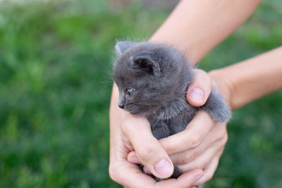 Gray kitten one month old in hands. cat and green lawn outside. copy space