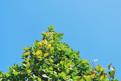 Low angle view of plant against clear blue sky