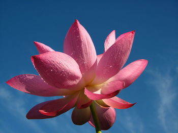 Close-up of pink flowering plant against blue sky