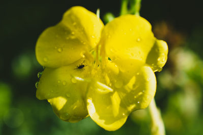 Close-up of wet yellow rose flower