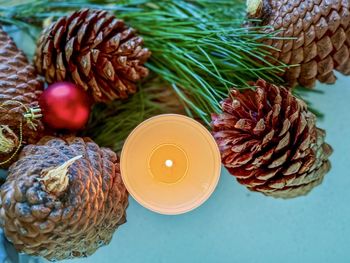conifer cone
