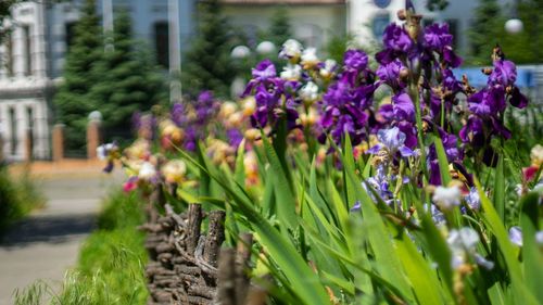 Close-up of purple flowering plants