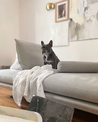 Dog on designer sofa