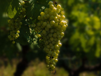 Close-up of grapes in vineyard