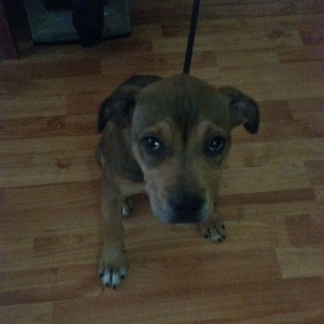 pets, dog, animal themes, one animal, indoors, domestic animals, looking at camera, mammal, portrait, flooring, high angle view, hardwood floor, floor, sitting, home interior, relaxation, no people, wood - material, cute, close-up