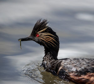 Close-up of duck swimming in lake