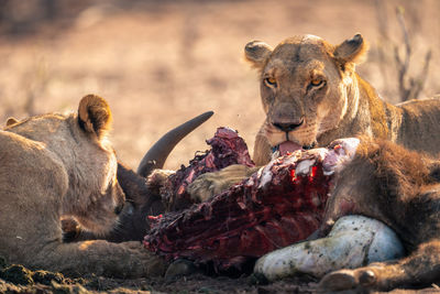 Lioness looking away