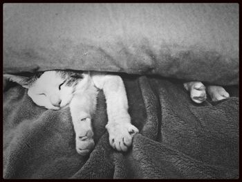 Cat sleeping on bed