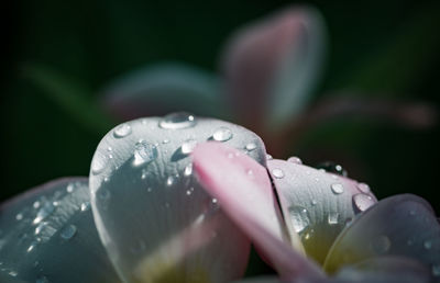 Close-up of water drops on leaf