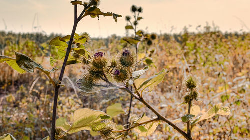 Close-up of flowering plants on field against sky