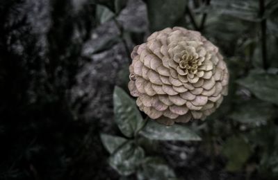 Close-up of pine cone