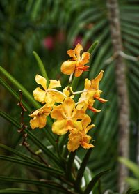 Close-up of yellow flowering plant