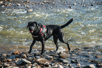 Black dog walking by river on sunny day