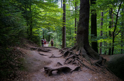 People walking on road amidst trees in forest