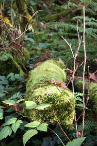 Close-up of green leaves on branch
