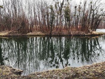 Scenic view of lake in forest