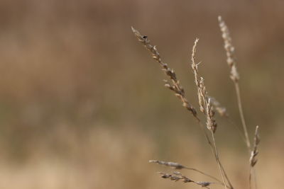 Close-up of wilted plant