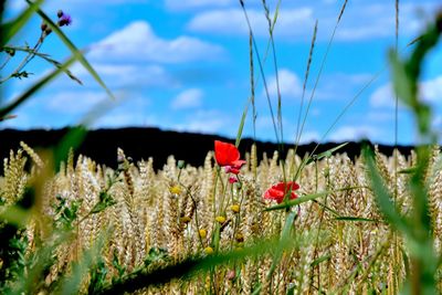 Close-up of red poppy flowers blooming against sky