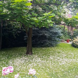 Pink flowers blooming in park