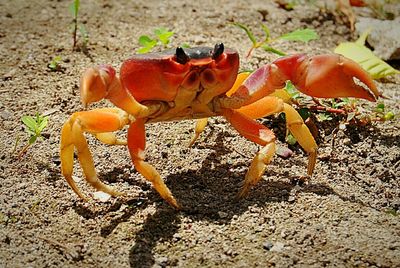 Close-up portrait of crab on beach