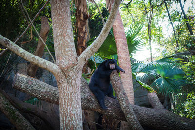 Monkey sitting on tree trunk