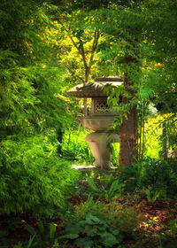 View of horse in park