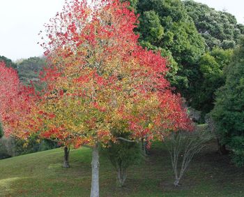 Trees and plants in autumn