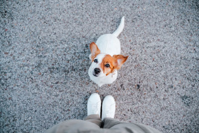 Top view of cute jack russell dog in the street. standing close to owner feet. pets outdoors