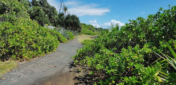 Plants growing on road amidst trees against sky