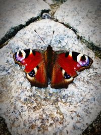 High angle view of butterfly