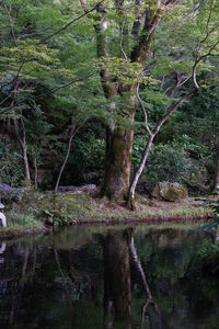 Trees by lake in forest