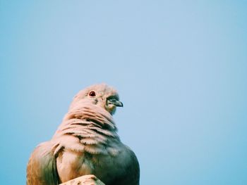 Low angle view of birds against clear blue sky