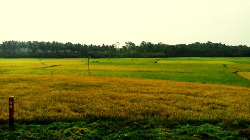 Scenic view of agricultural field against clear sky