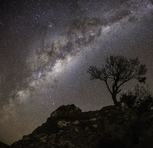 Low angle view of tree against sky at night