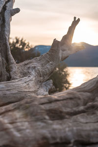 Close-up of driftwood on shore during sunset