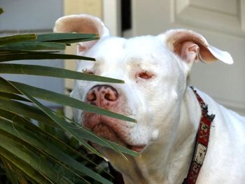 Close-up portrait of dog