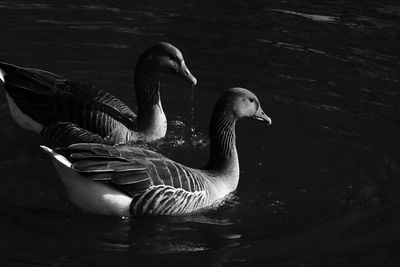 Duck swimming in lake