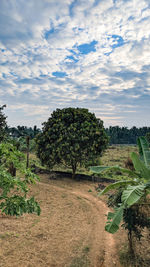 Trees on field against sky