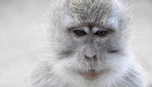 Close-up of monkey