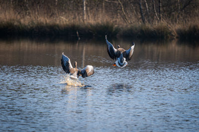 High angle view of man swimming in lake